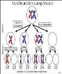 Sexual Reproduction Asexual One parent Identical offspring Variation only thru mutations Examples: