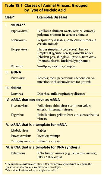 Classes of Animal Viruses,