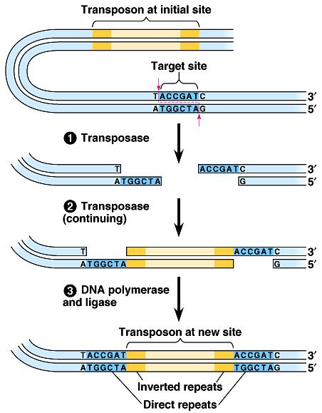 Insertion of a transposon
