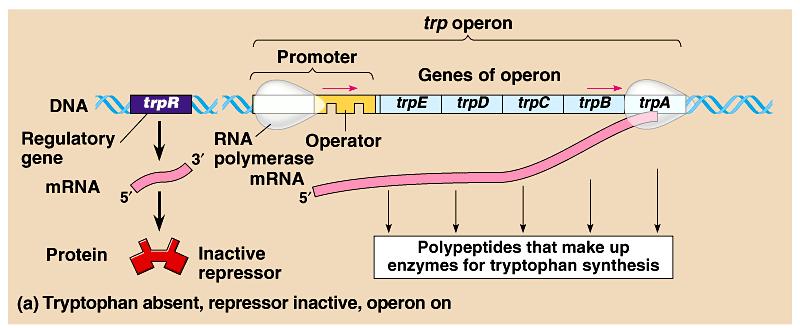 The trp operon: regulated