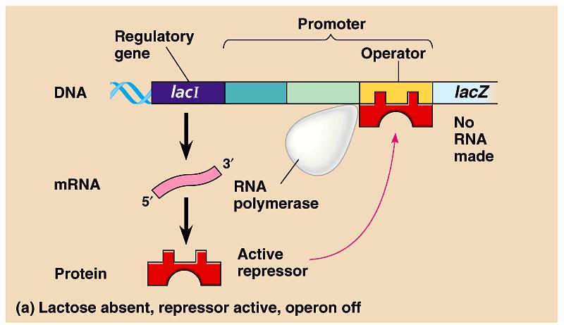 The lac operon: regulated