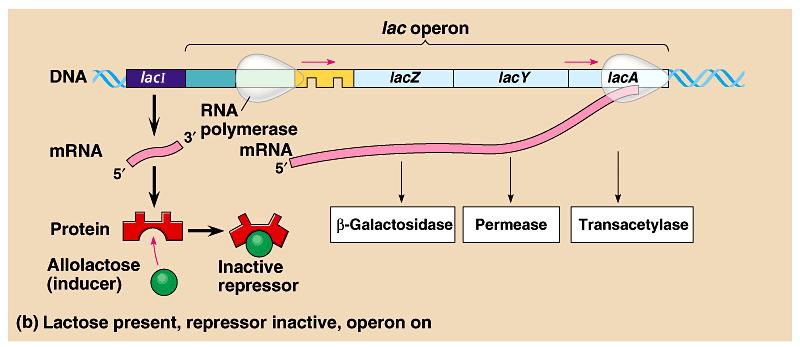 The lac operon: regulated