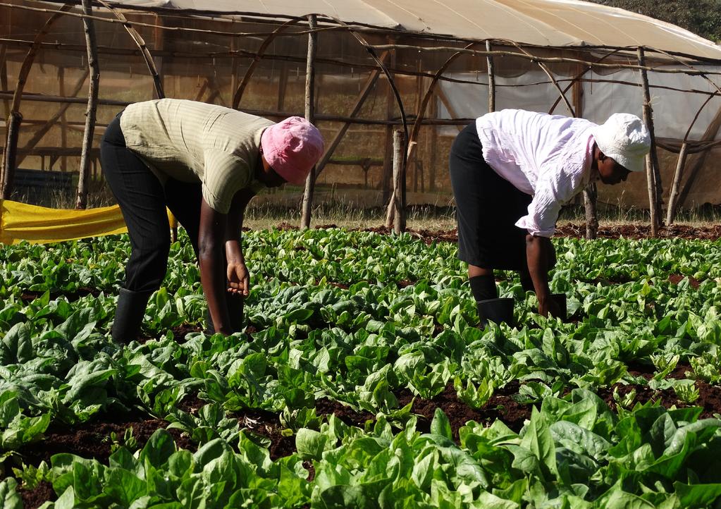 Metrics Measured by IOM and Projected Outcomes 6 COMPLIANCE with recommended spinach growing practices: 95 percent YIELDS: near 100 percent of theoretical yield FARMER PROFITS: $265-556 per 1/4 acre
