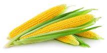 Corn stover Hydrolisis Pyrolysis