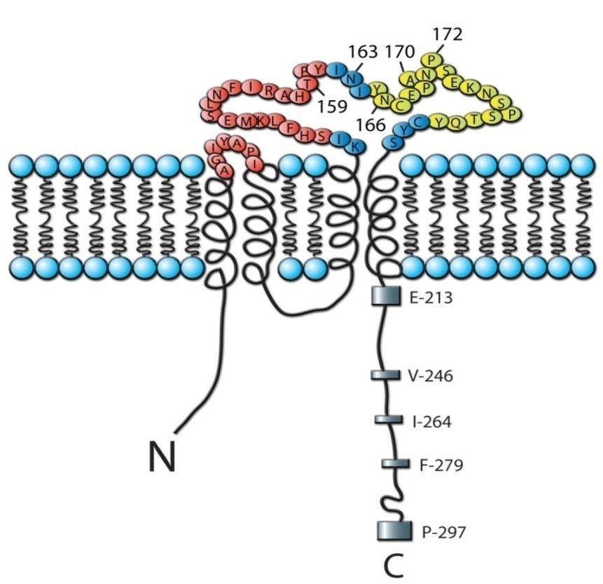 CD20 a good therapeutic target for B-cell malignancies? Ofatumumab binding site Rituximab binding site Function?