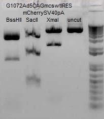 Plasmid Digestion: pacad5cmvmcswtiresmcherrysv40pa VVC#: G1072 Expected Fragments: PacI