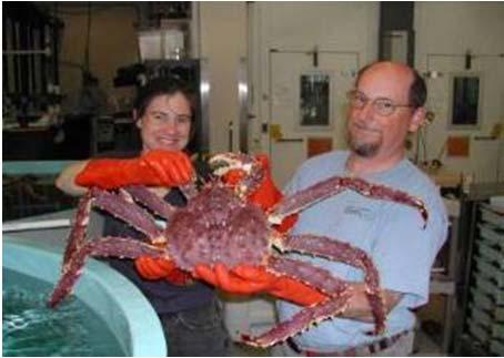 Kodiak Laboratory Crab Culturing: the History 1990s