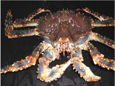research 2000-2005 blue king crab diet and habitat