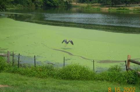 Impact of Nonpoint Source Pollution fish and wildlife recreational