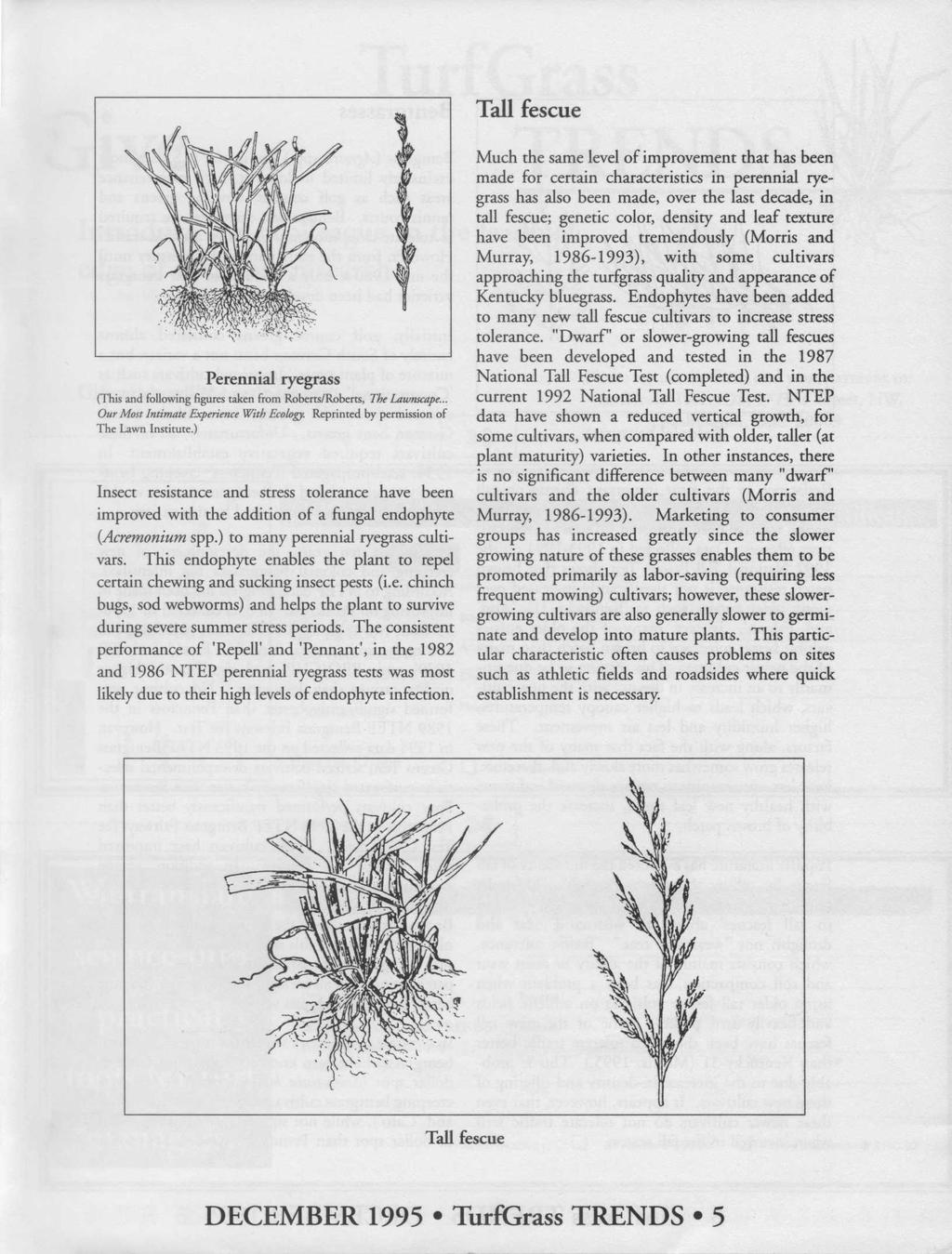 Tall fescue Perennial ryegrass (This and followingfigurestaken from Roberts/Roberts, The Lawnscape... Our Most Intimate Experience With Ecology. Reprinted by permission of The Lawn Institute.