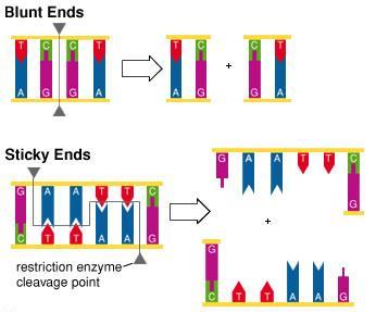 Restriction Enzyme Ends Some ends are considered