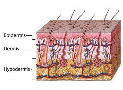 Structure of the Skin Skin is the largest organ of the body Epidermis Outermost