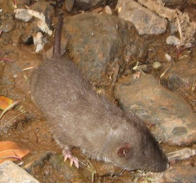 Nimba Otter Shrew research Understanding Biodiversity To investigate the ecology, status and distribution of the NOS in northern Nimba Results