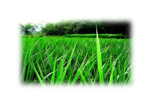 Biogas project Napeir grass project National Energy