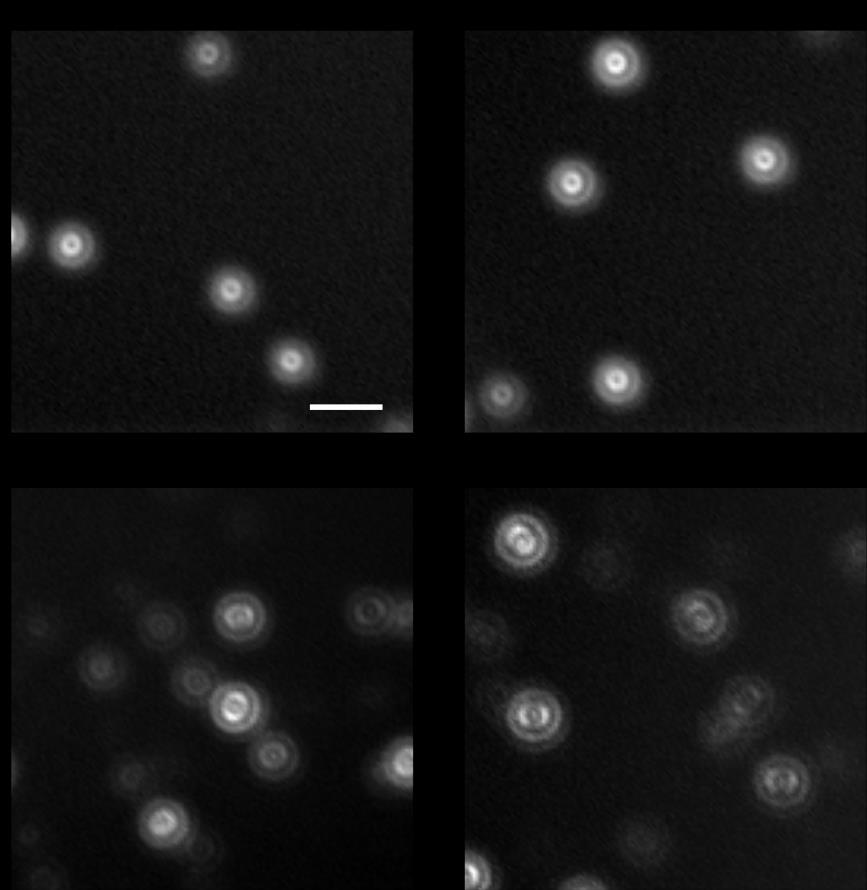 Supplementary Figure 12. Defocused fluorescence images of the Pdots and QDs.