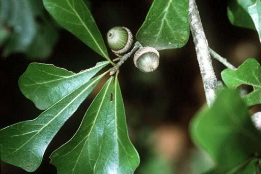 hemisphaerica) water oak (Q.