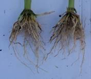 and weed control YieldGard VT Rootworm/RR2 2 ND -GENERATION ROOTWORM CONTROL Below-Ground Insect Control PRIMARY: ROOTWORM Roundup Ready 2 Technology VIA YIELDGARD VT ROOTWORM/RR2 Weed Control MODE:
