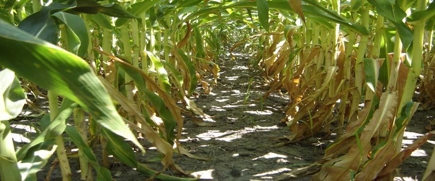 18 BIOTECHNOLOGY Early Field Testing Indicates Nitrogen Utilization Corn Offers Yield Benefits in Both Limited and Normal Nitrogen Conditions Nitrogen utilization corn KEY MARKET ACRES AVAILABLE