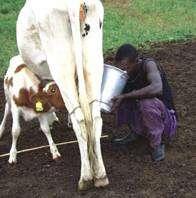 Partner organization : URBAN LIVESTOCK & HEALTH Nairobi s livestock are crucial