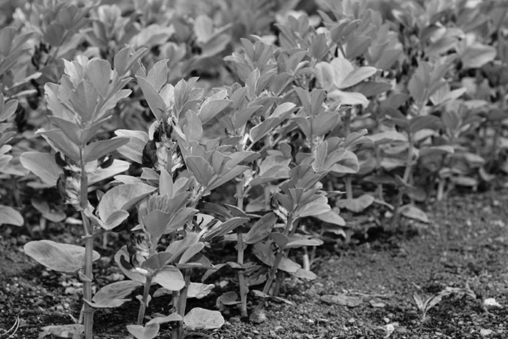 4 Field beans are an important crop in the UK and are often used as part of a crop rotation. 5 Choose the best reason for using field beans in a crop rotation.
