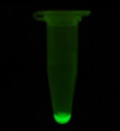 Evaluation of mytxtl Protein Expression For convenience, the mytxtl kit is provided with the positive control plasmid P70a-deGFP encoding an engineered version of the enhanced green fluorescent