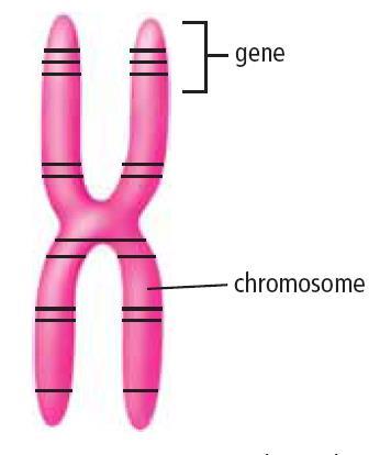 Genes Genes are small segments of DNA located on a chromosome Genes store the information needed to produce proteins Each chromosome can carry thousands of genes All your body cells have