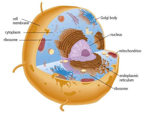 4.1 The Function of the Nucleus within the Cell Animal Cells Animal cells are