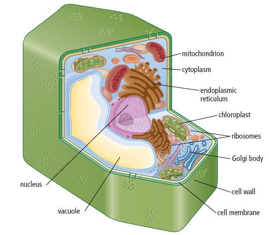 Cell Parts and Organelles Plant Cells Plant cells are equipped with some structures that animal cells do not have.