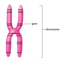 Each of your body cells has the same amount of genetic information stored within its 46 chromosomes.
