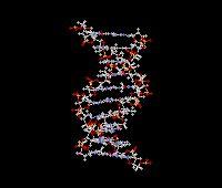 DNA STRUCTURE Steps of the ladder (rungs) are made up of pairs of