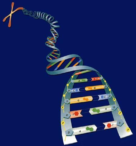 DNA is wrapped tightly around histones