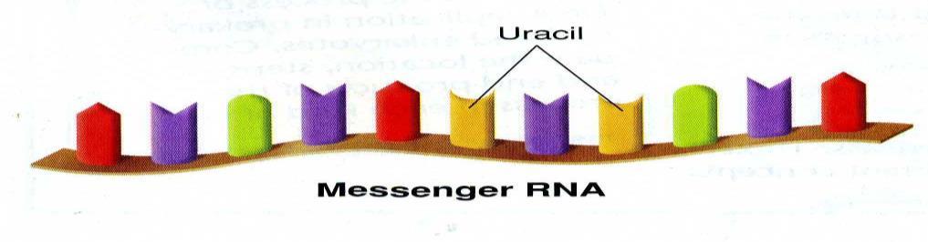 Assembly of amino acids into proteins is controlled by RNA 3 main types of RNA: 1.