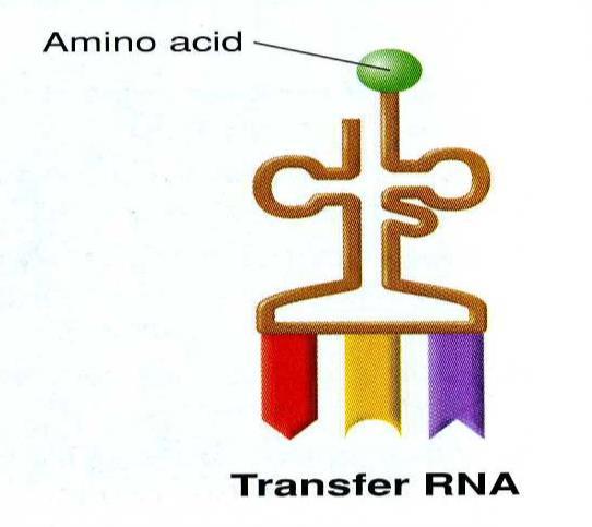 amino acids together in a protein 3.