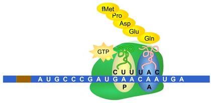 Each trna molecule has an amino acid attached to one end & a region of 3 unpaired bases on the other The 3