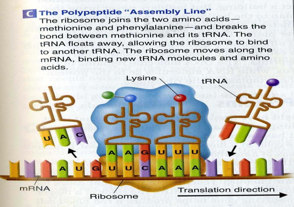3. Ribosome will form a peptide bond between the 1 st & 2 nd