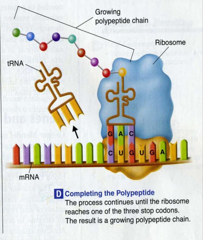 4. The polypeptide chain continues to grow until the ribosome reaches a stop codon on the mrna.