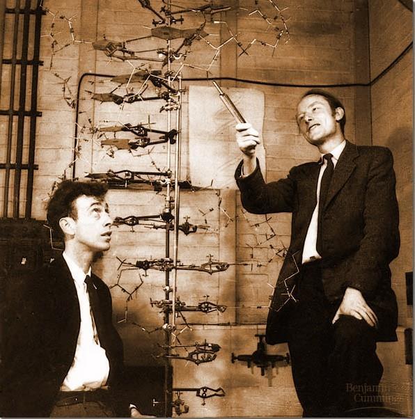 1953: James Watson & Francis Crick discovered structure of DNA molecule (with the help from Franklin s X-rays)
