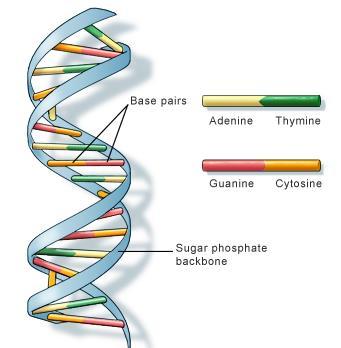 Sides of the DNA helix are made of sugar (deoxyribose) and phosphates Bases are in the middle & are held