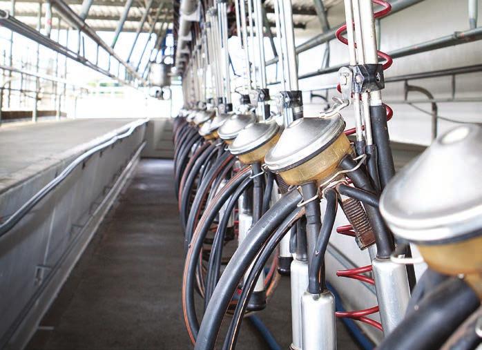 How the milking machine affects milking efficiency and teat health Damaged teat ends harbour more bacteria. The milking machine uses vacuum to milk the cow, and pulsation to maintain teat health.