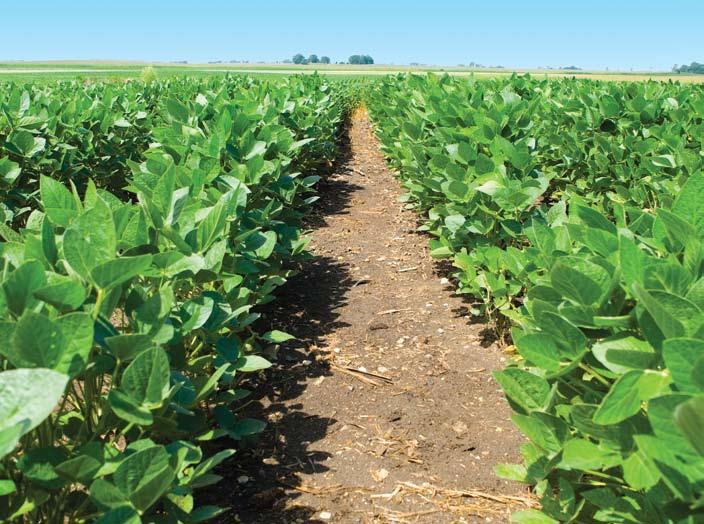 Are you losing bushels to bugs? Soy knocks pests down and keeps them down. Respect insecticide provides quick knockdown of a wide variety of crop pests.