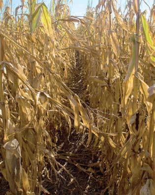 Corn is the leader in disease control and Plant Health.
