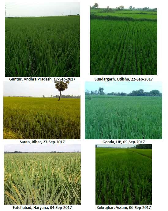 Field Photographs of Rice Crop