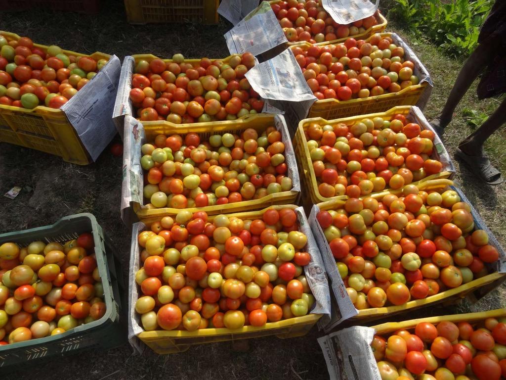 Harvested Tomato in