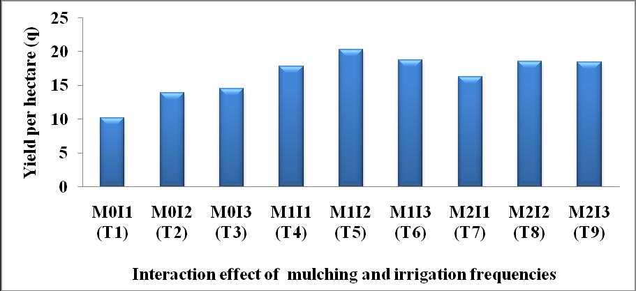 Fig.5 Interaction effect of mulching and irrigation frequencies on yield per hectare Treatment combination of double irrigation and triple irrigation treatment recorded significantly higher plant