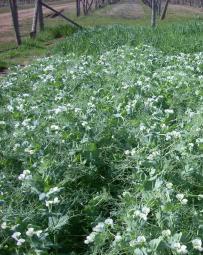 Nowadays, N-fixing legumes have been recovering as viable crops because of the increased cost of N fertilizer and the need to develop more sustainable farming systems.