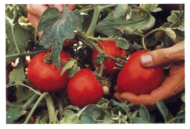 Applications of genetic transformation Agriculture Resistance of frost, pest,