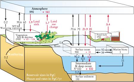 14. Sarmiento and Gruber (2002) show the following carbon cycle. The black numbers show the reservoirs and fluxes before anthropogenic addition of CO 2. The red numbers are the increases.
