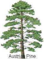spruce, pine, ) 41-51% cellulose 12-24% hemicellulose Herbaceous crops 2 ( grasses e.g. straws, grass, corn stover,.