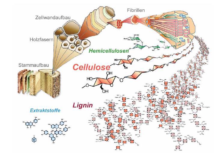 Lignin: structure, function and use Lignin is a complex and recalcitrant phenolic biopolymer that provides structural rigidity, flexibility and microbial protection in lignocellulosic biomass.