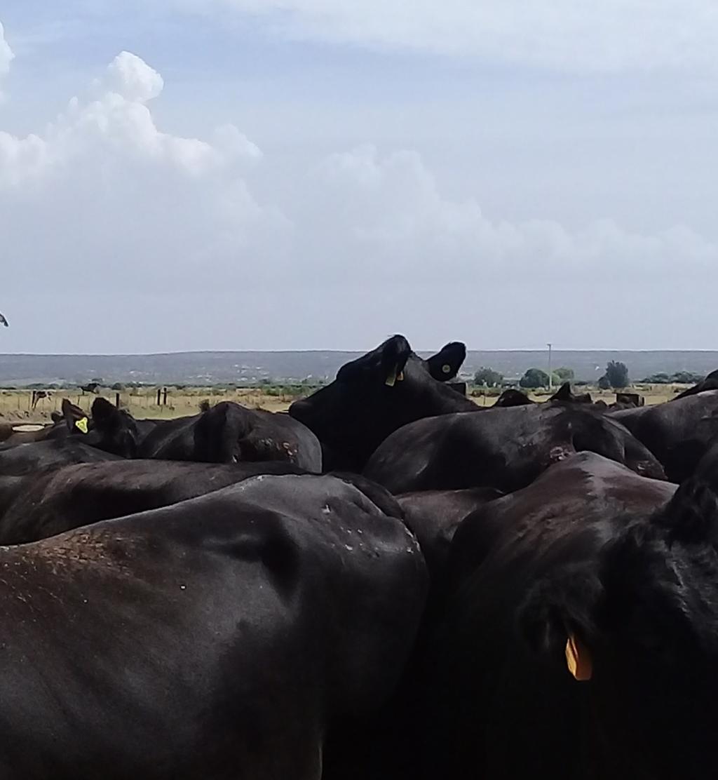 What about the use of AI in beef cattle in Northern Mexico?